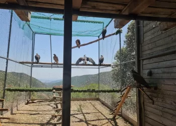 Aquila di Bonelli - progetto Life Abilas