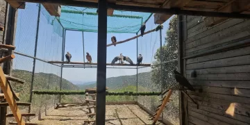 Aquila di Bonelli - progetto Life Abilas
