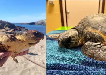 I due esemplari di Caretta caretta