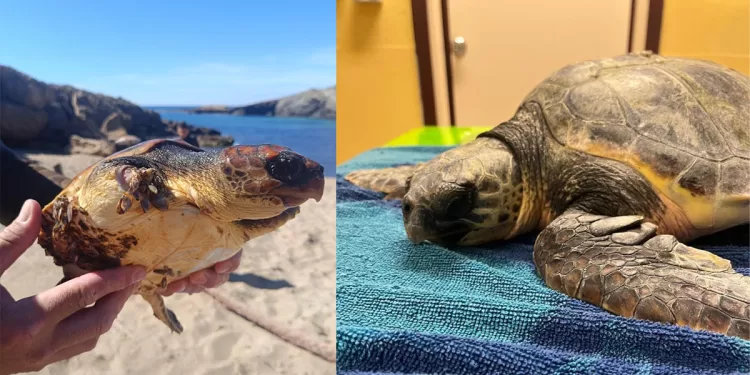 I due esemplari di Caretta caretta