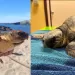 I due esemplari di Caretta caretta