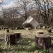 Il bosco di Ocra Badu Canu ad Osilo