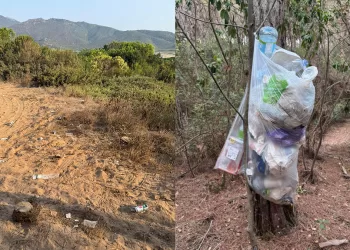 Mondezza nella pineta tra Porto Ferro e il Lago di Baratz
