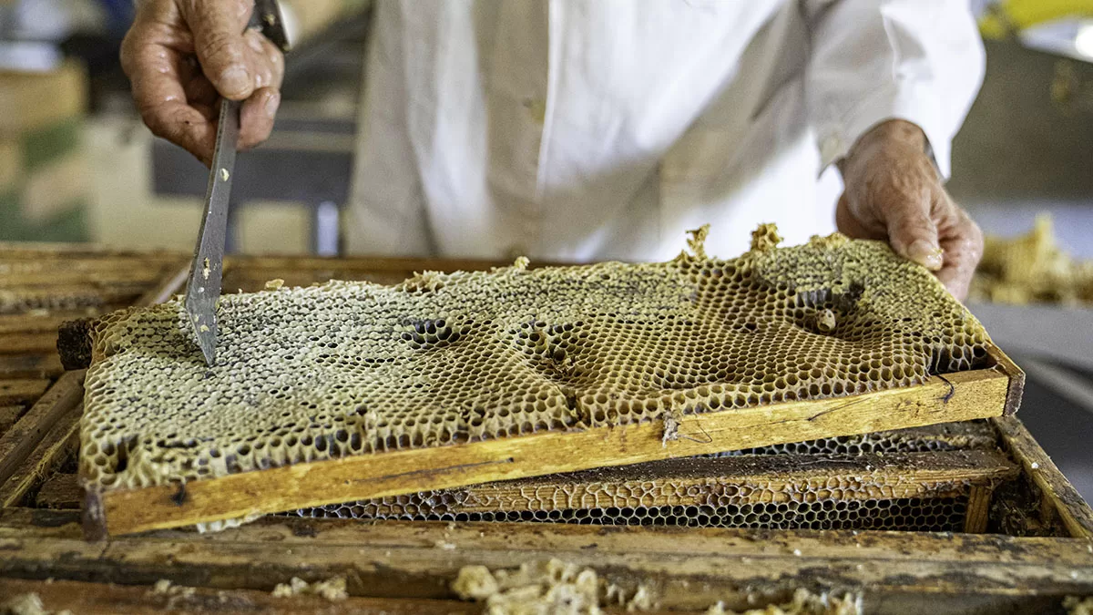 Apicoltore. Foto GAL SGT