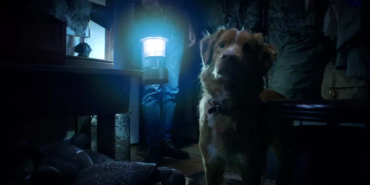 Indy, il Nova Scotia Duck Tolling Retriever protagonista di “Good Boy”