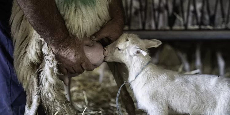 Pastore. Foto GAL SGT