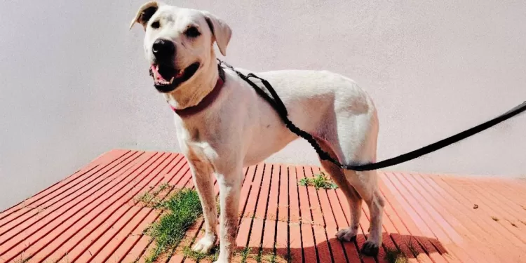 Teodora, incrocio tra Dogo Argentino e Labrador