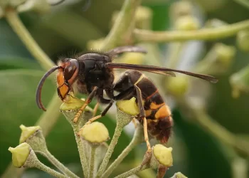 Vespa velutina. ? Depositphotos