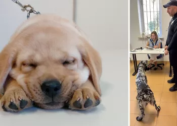 Anagrafe canina a Sassari