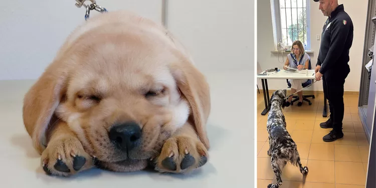 Anagrafe canina a Sassari