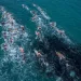 Coppa del Mondo di nuoto in acque libere a Golfo Aranci