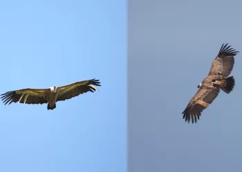 I grifoni volteggiano su Villasalto