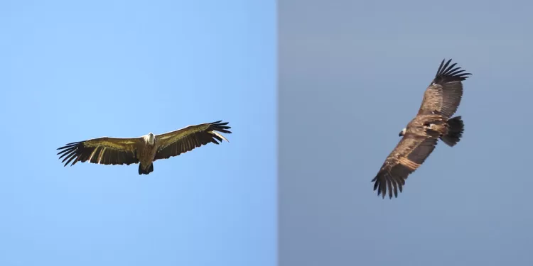 I grifoni volteggiano su Villasalto