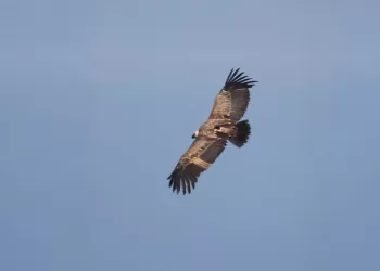Un grifone volteggia su Villasalto