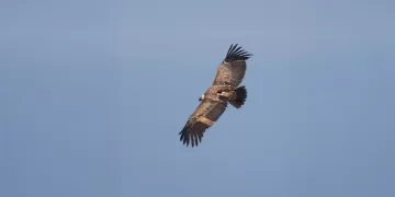 Un grifone volteggia su Villasalto
