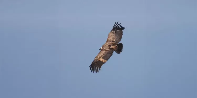 Un grifone volteggia su Villasalto