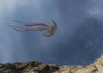 Un'opera di Luigi Corda