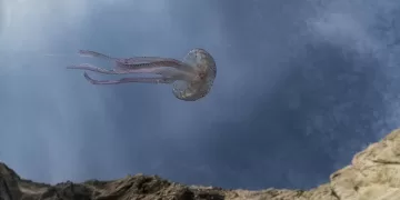 Un'opera di Luigi Corda