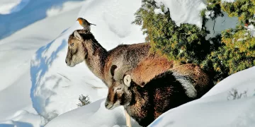 Muflone con pettirosso. Foto Emilio Melis