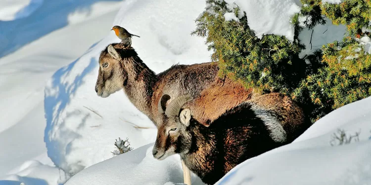 Muflone con pettirosso. Foto Emilio Melis