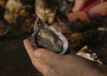 Ostrica tilusa di Olbia