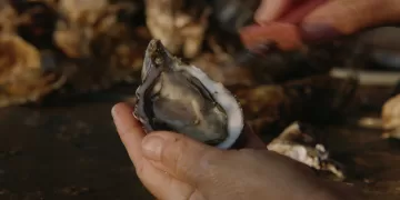 Ostrica tilusa di Olbia