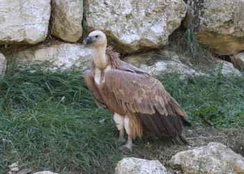 Sky, il grifone del Parco Zoo Falconara