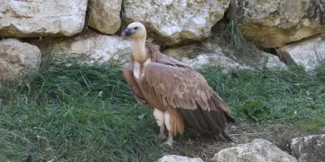 Sky, il grifone del Parco Zoo Falconara