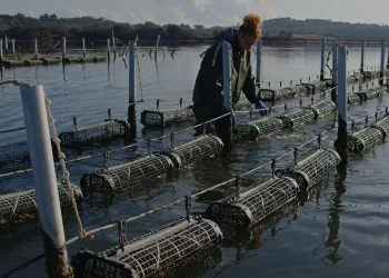 Allevamento ostriche a San Teodoro