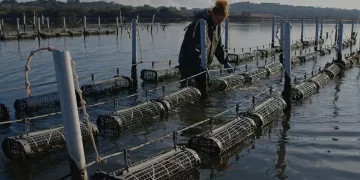 Allevamento ostriche a San Teodoro