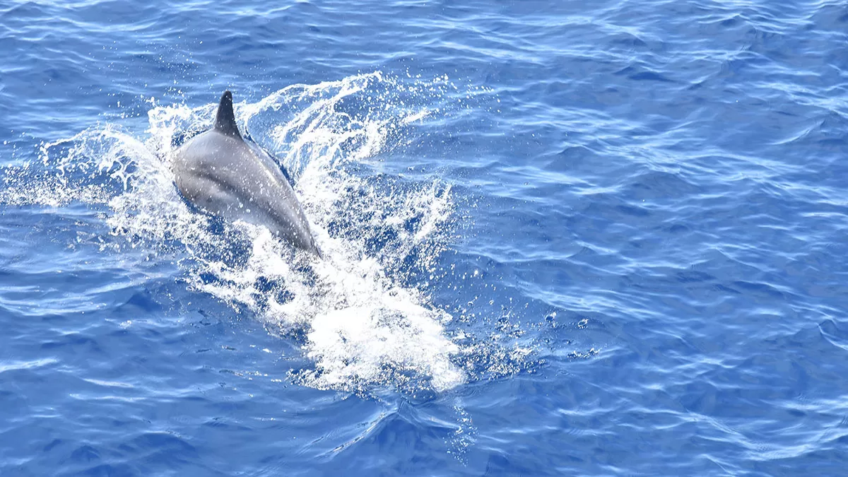 Un delfino nelle acque di Stintino