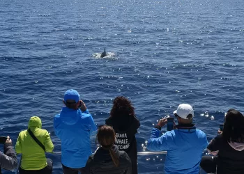 Un delfino nelle acque di Stintino