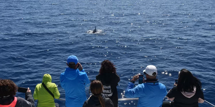 Un delfino nelle acque di Stintino