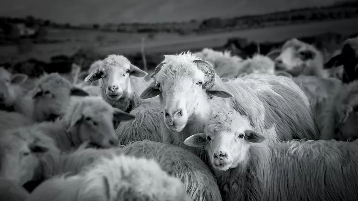 8° concorso “Anglona Photocontest”. Premio Ritratto: Michele Piga con lo scatto realizzato in loc. Biddanoa - Santa Maria Coghinas