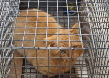 Il gatto liberato a Sassari