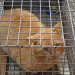 Il gatto liberato a Sassari