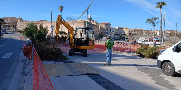 Tornano le palme sul Lungomare Barcellona di Alghero