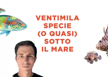Il biologo marino Andrea Bonifazi