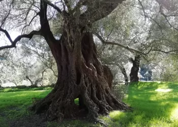 Olivastro secolare di San Sisinnio a Villacidro