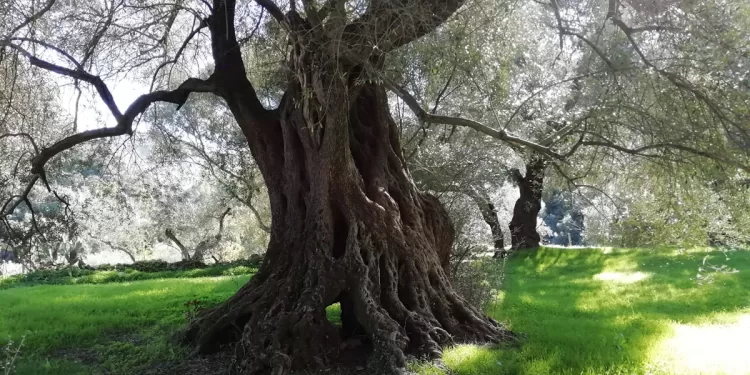 Olivastro secolare di San Sisinnio a Villacidro