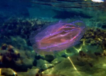 Noce di mare (Mnemiopsis leidyi). ©Depositphotos