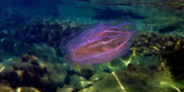 Noce di mare (Mnemiopsis leidyi). ©Depositphotos