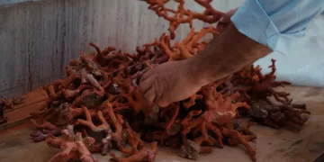 "Corallari", docufilm di Giovanni Zoppeddu