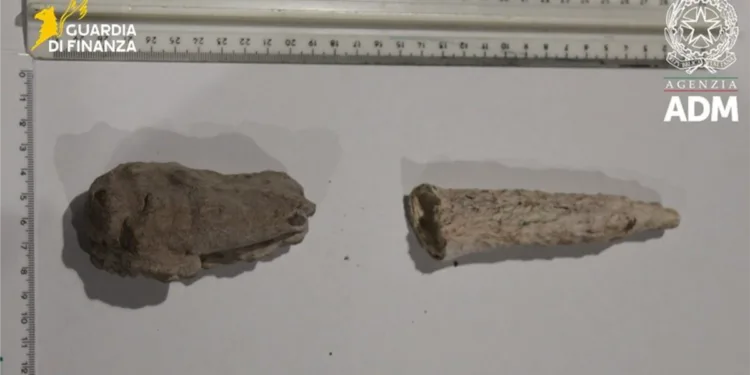 Sequestrati reperti naturalistici all’aeroporto di Cagliari Elmas