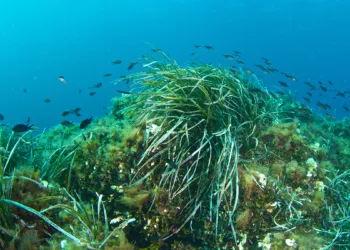 Posidonia oceanica. ©Depositphotos