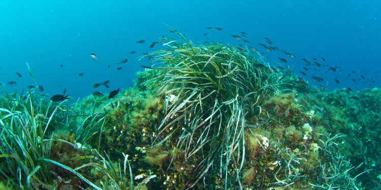Posidonia oceanica. ©Depositphotos
