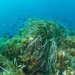 Posidonia oceanica. ©Depositphotos