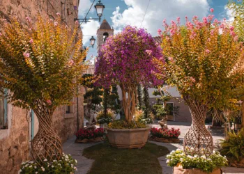 Estate in Fiore ad Arzachena. ©Antonella Marteddu