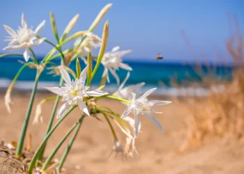 Giglio di mare (Pancratium maritimum). ©Depositphotos