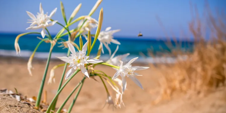 Giglio di mare (Pancratium maritimum). ©Depositphotos